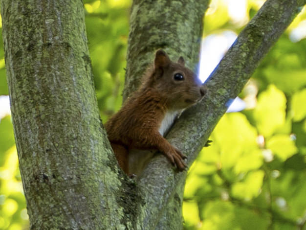 Red Squirrel Seasyde House